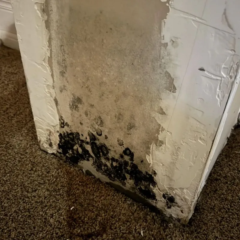 Professional Mold Removal in Montgomery County, KS